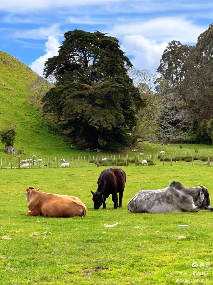 新西兰爱歌顿皇家私人牧场
